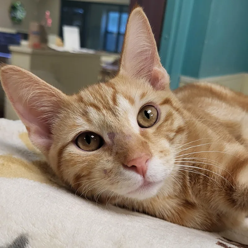 A baby medium-sized male Tabby (Orange / Red) Domestic Short Hair cat named Nacho Cheese for adoption in Grayslake, IL
