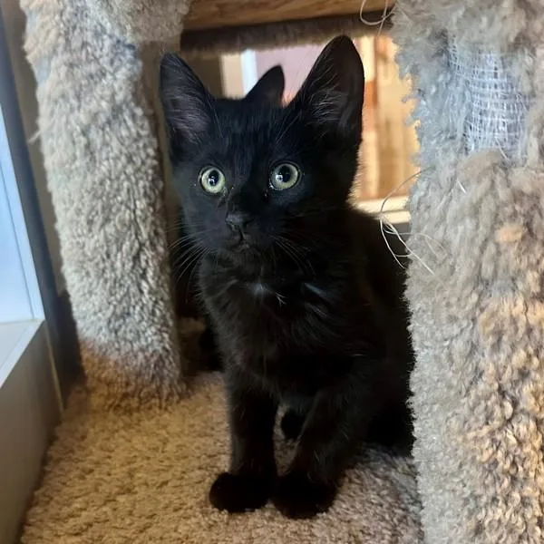 A baby small-sized male Domestic Short Hair cat named Bark for adoption in Walnut Creek, CA