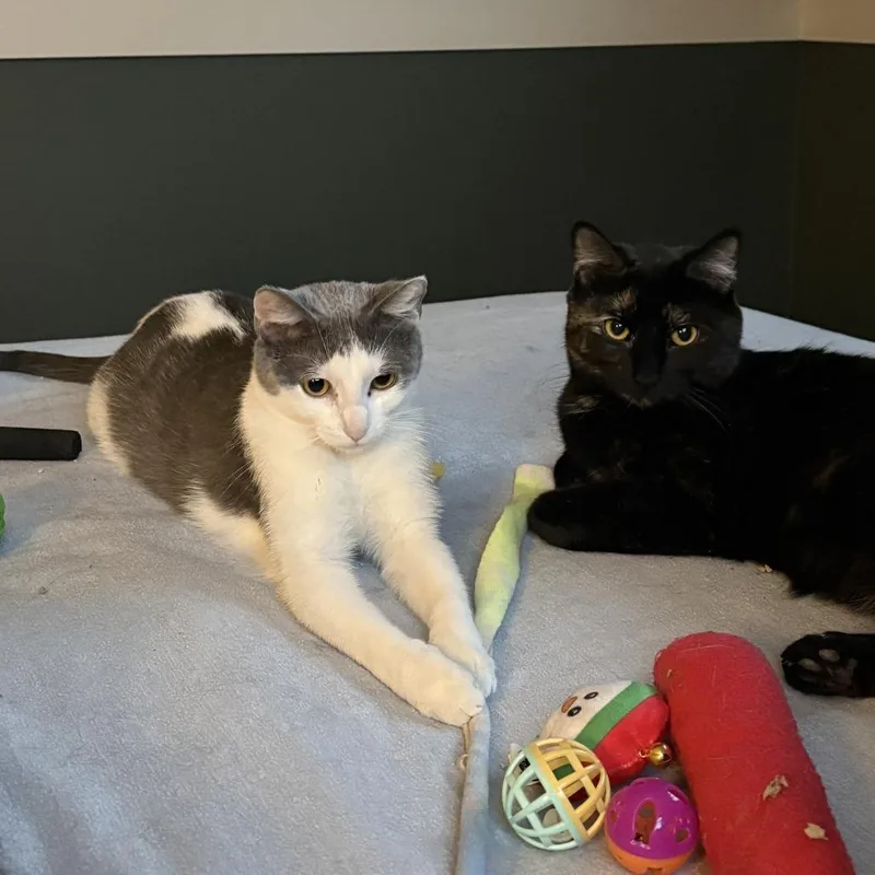 A young medium-sized female White Domestic Short Hair cat named Angel C for adoption in Minnetonka, MN