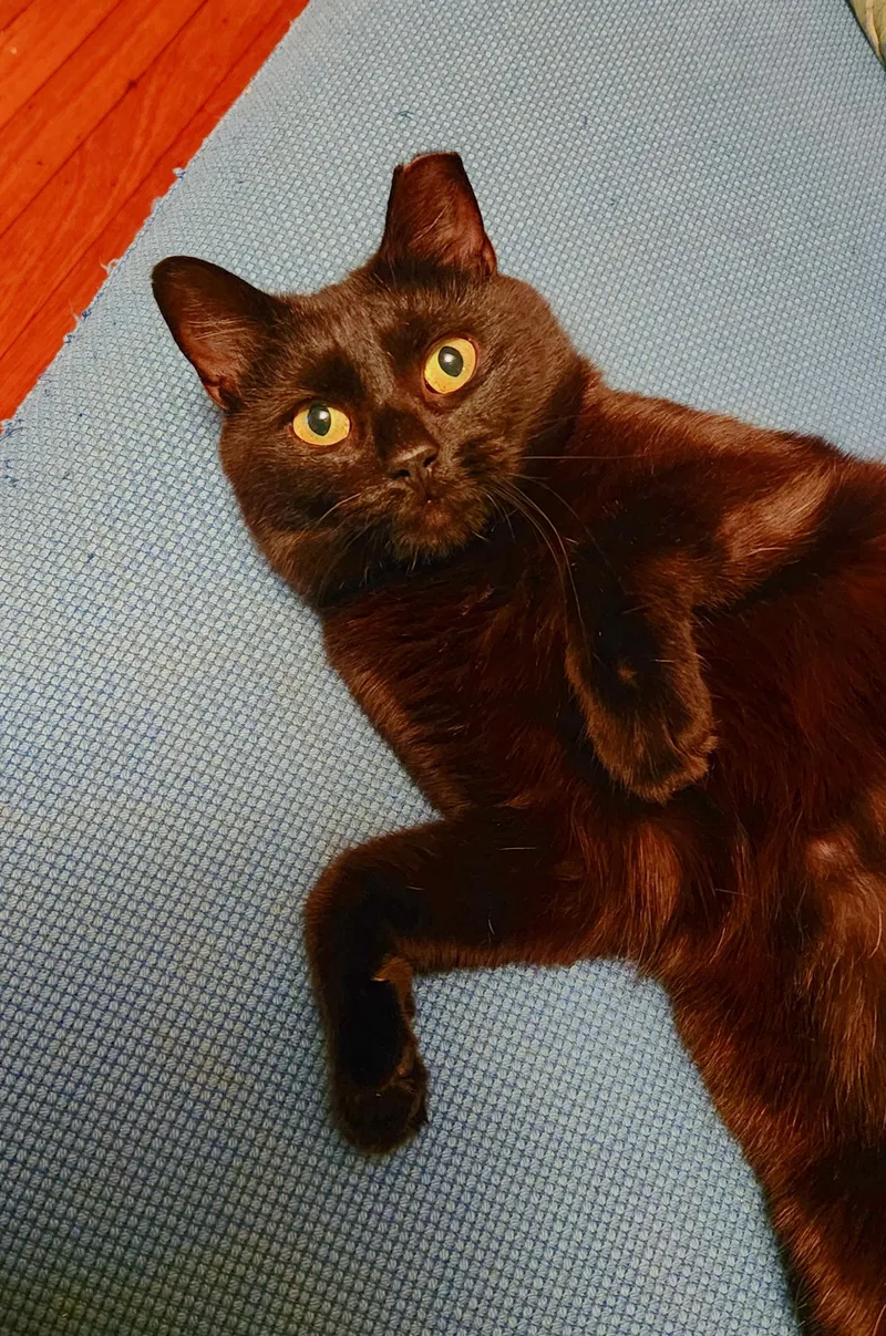 A young medium-sized female Black Domestic Short Hair cat named Galaxy Spruce for adoption in Philadelphia, PA