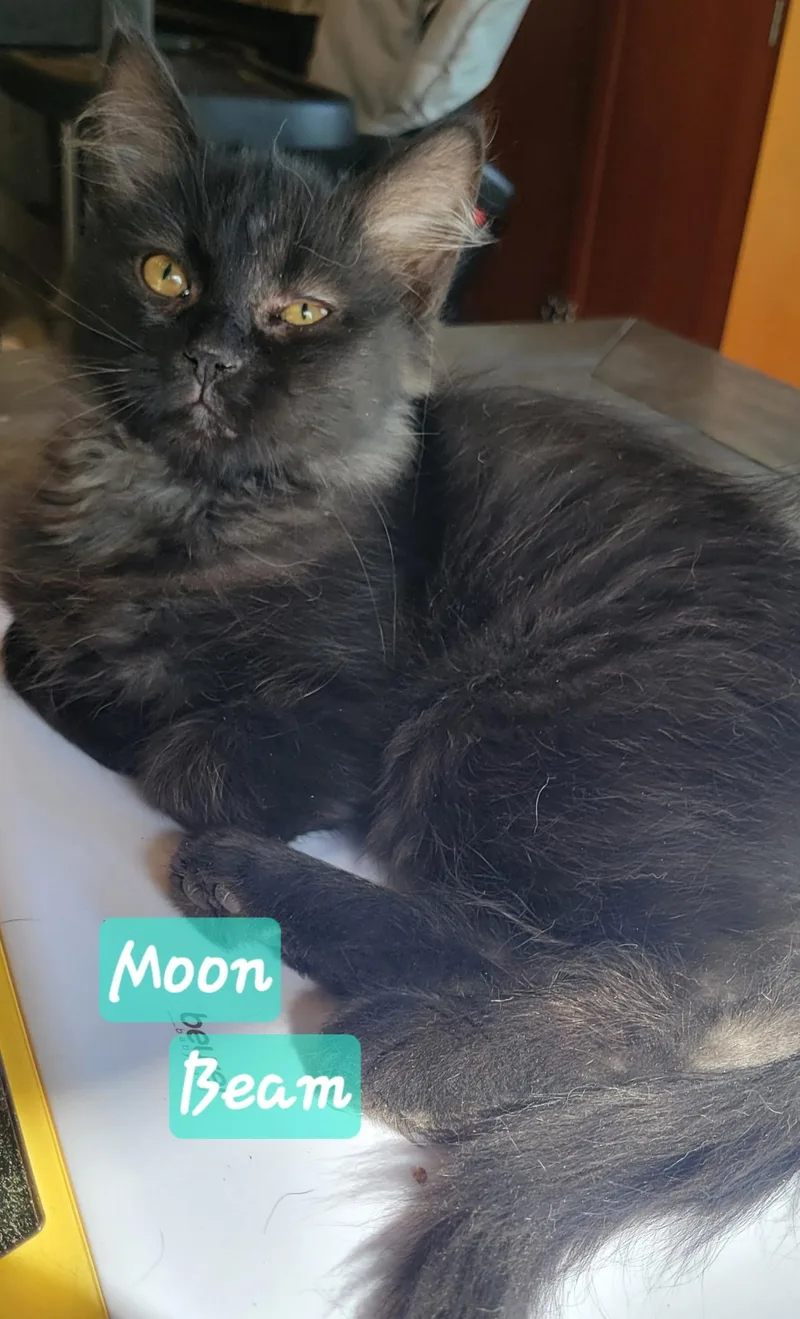 A baby small-sized male Black Domestic Medium Hair cat named Moon Beam for adoption in Indianapolis, IN