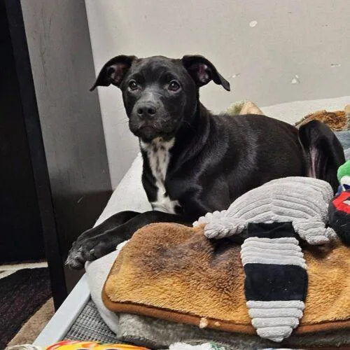 A baby medium-sized female Labrador Retriever dog named Darla for adoption in Broken Arrow, OK