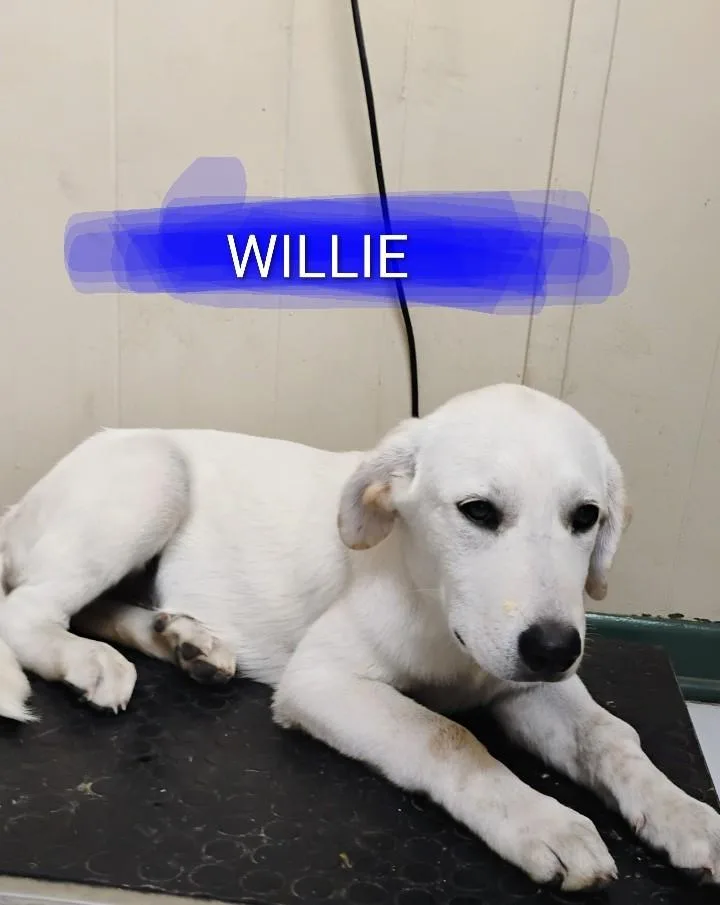 A baby large-sized male White / Cream Great Pyrenees dog named Willie for adoption in Saint Jo, TX