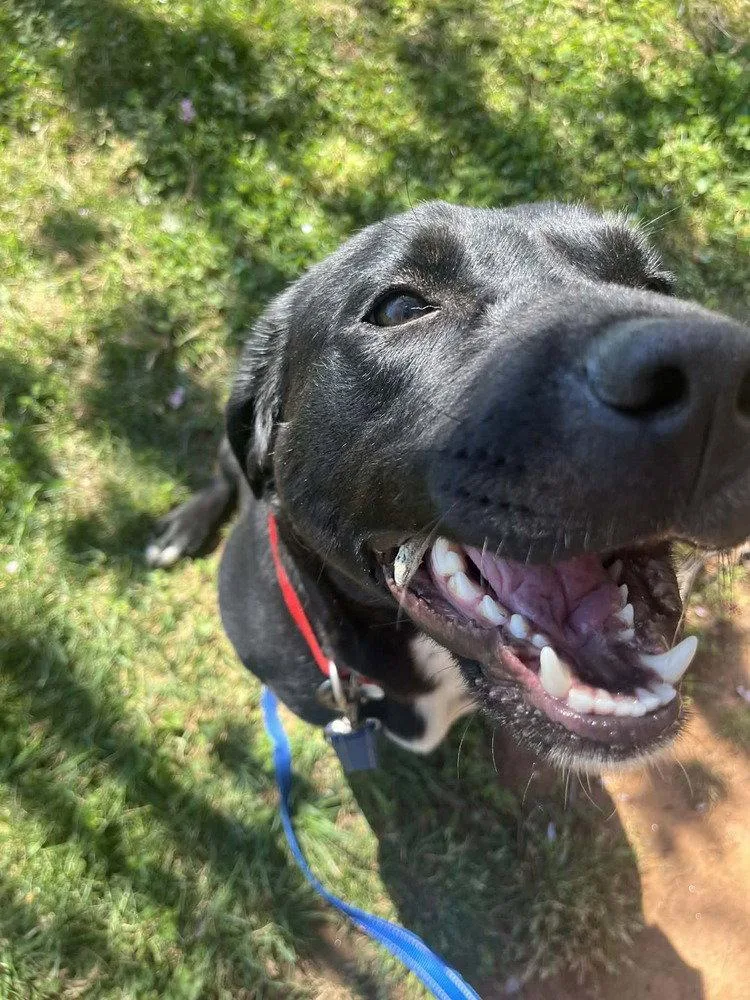 An adult medium-sized female Terrier dog named Juno for adoption in Candler, NC