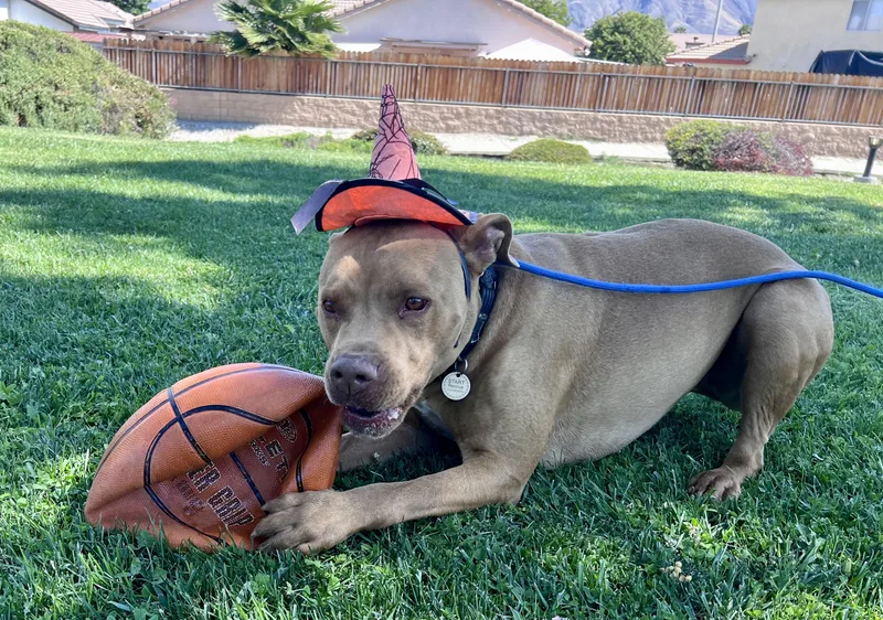 An adult medium-sized male Apricot / Beige American Bully dog named Canelo for adoption in Sherman Oaks, CA