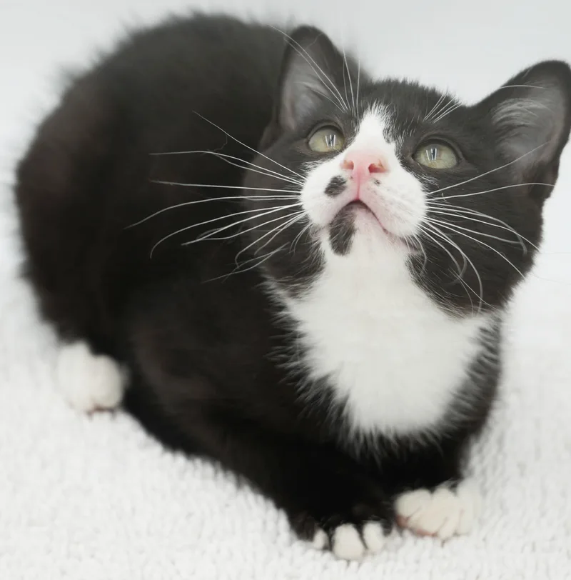 A baby small-sized female Black & White / Tuxedo Tuxedo cat named Smudge is a smoosh for adoption in Bedford Hills, NY
