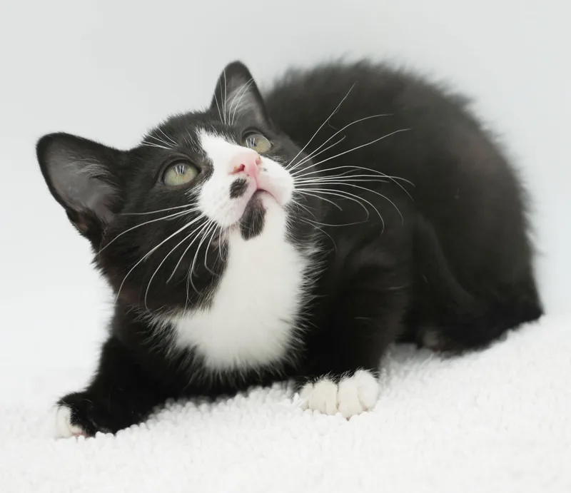 Smudge is a smoosh thumbnail 2