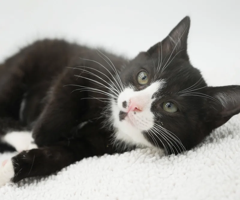 Smudge is a smoosh thumbnail 3