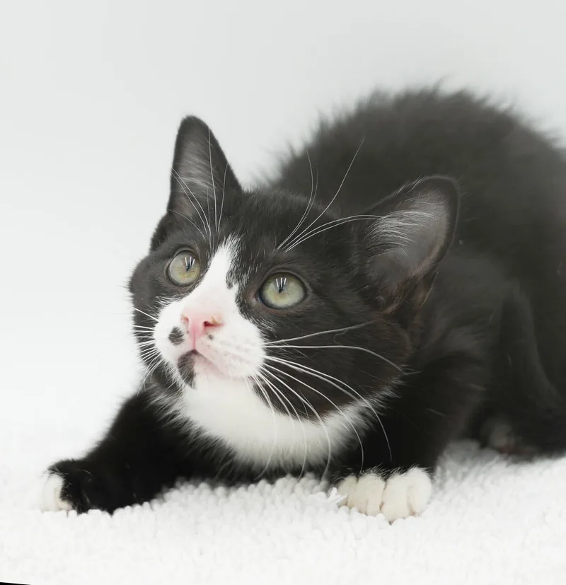 Smudge is a smoosh thumbnail 4