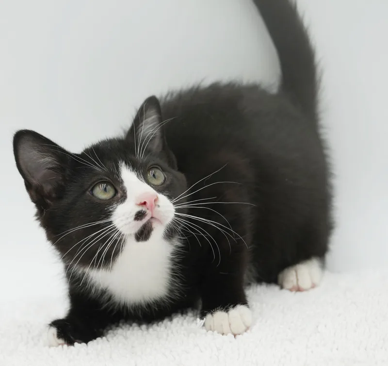 Smudge is a smoosh thumbnail 5