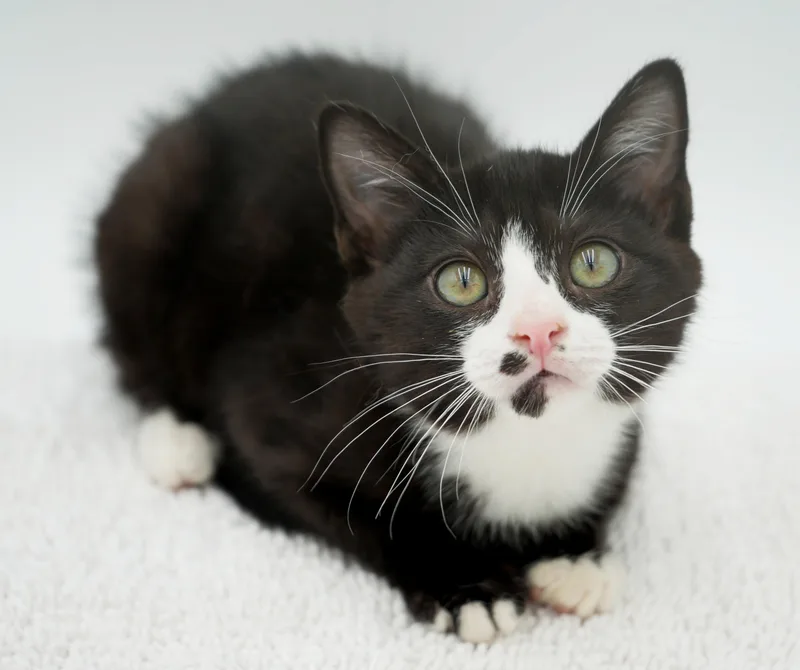 Smudge is a smoosh thumbnail 6