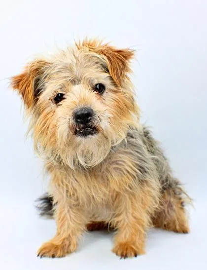 An adult small-sized male Yorkshire Terrier dog named Roman for adoption in Morton Grove, IL