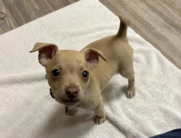 A baby small-sized male Chihuahua dog named Chive for adoption in Oceanside, CA