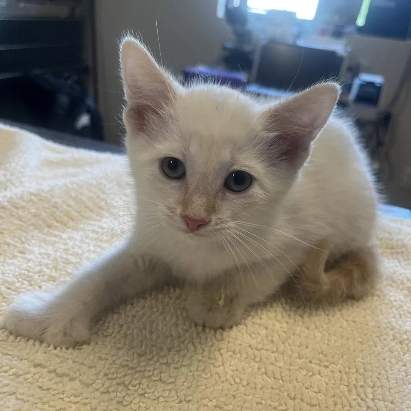 A baby small-sized male White Domestic Short Hair cat named Harvey for adoption in Hinsdale, IL