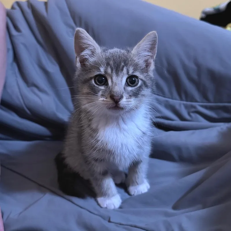 A baby small-sized male Gray / Blue / Silver Domestic Short Hair cat named Perry for adoption in Newark, NJ