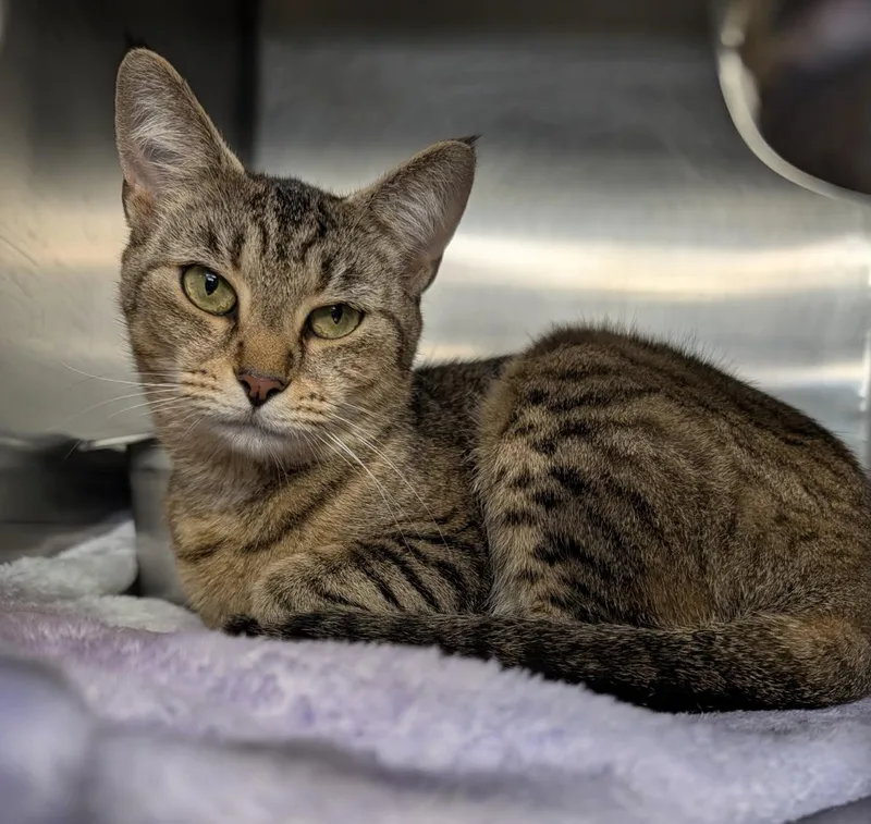An adult medium-sized female Tabby (Brown / Chocolate) Tabby cat named Sera for adoption in Marietta, OH