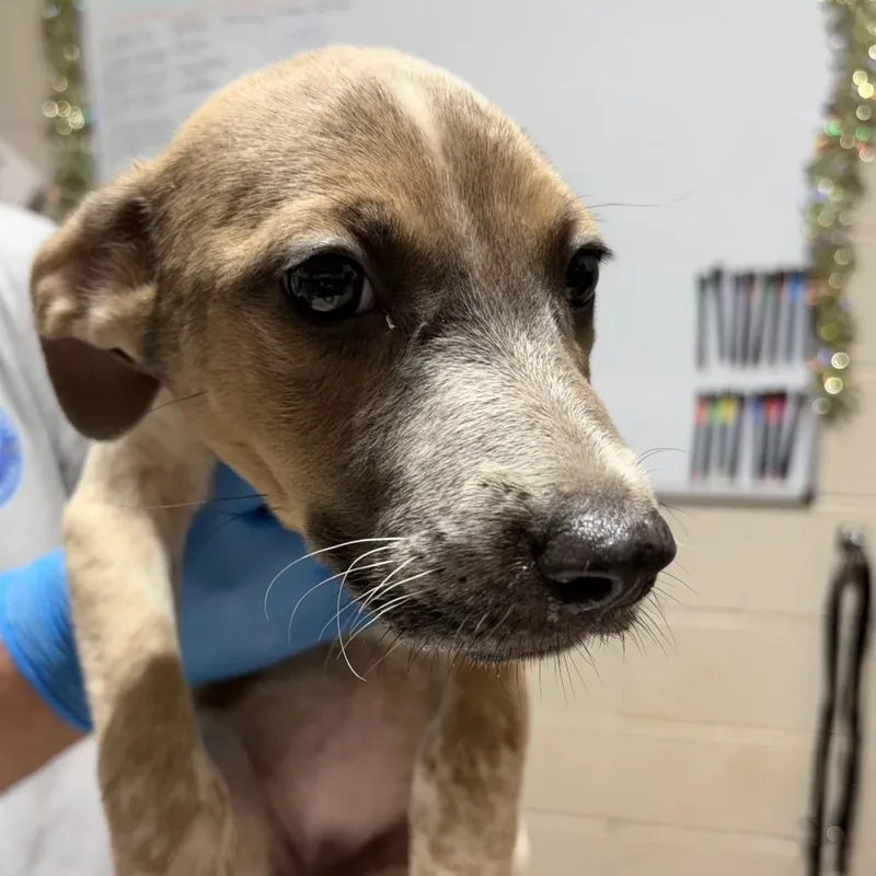 A baby small-sized female Yellow / Tan / Blond / Fawn Mixed Breed dog named Wladislaw for adoption in Milton, FL