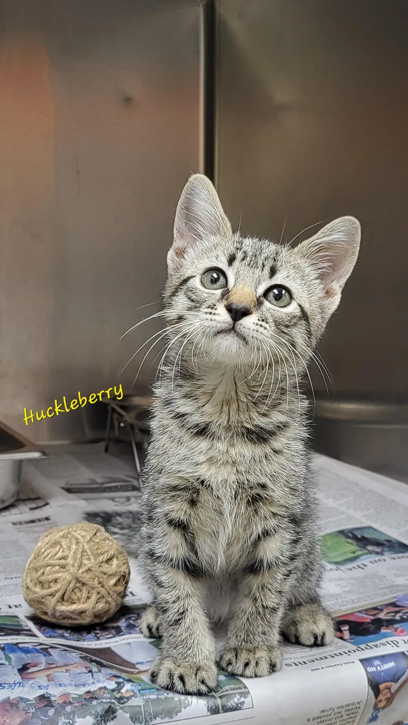 A baby medium-sized male Domestic Short Hair cat named Huckleberry for adoption in Marion, MS