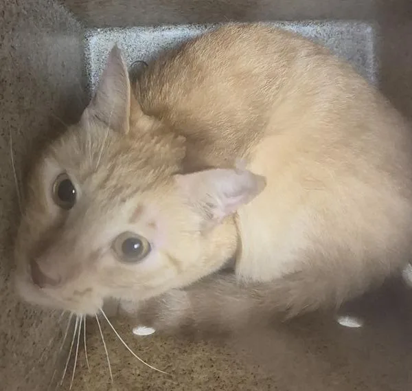 An adult small-sized male Domestic Short Hair cat named Pen  Calli for adoption in Lawrenceville, GA