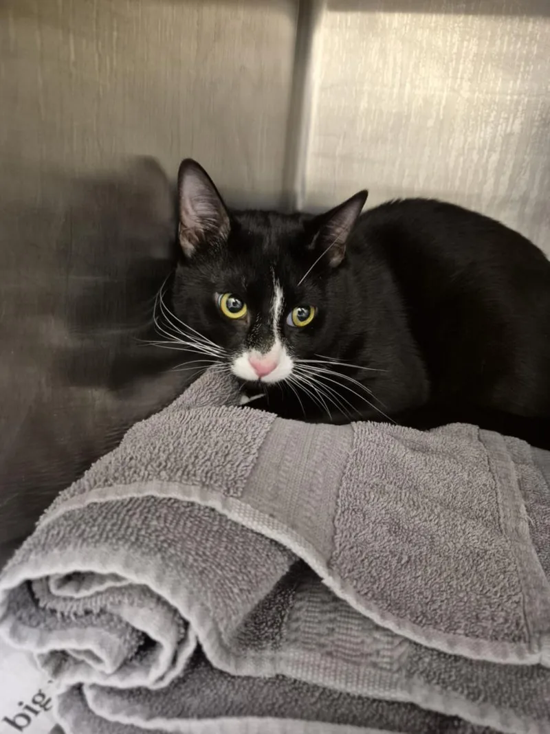 A young medium-sized male Domestic Short Hair cat named Dice for adoption in Hagerstown, MD
