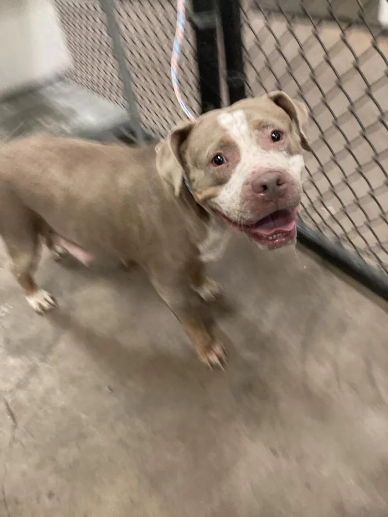An adult medium-sized female Mixed Breed dog named Magenta for adoption in Dallas, TX