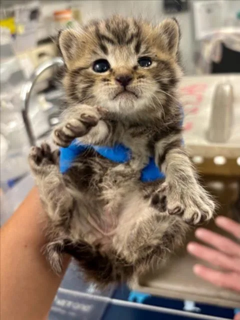 A baby small-sized female Domestic Short Hair cat named Violet for adoption in Woodland, CA