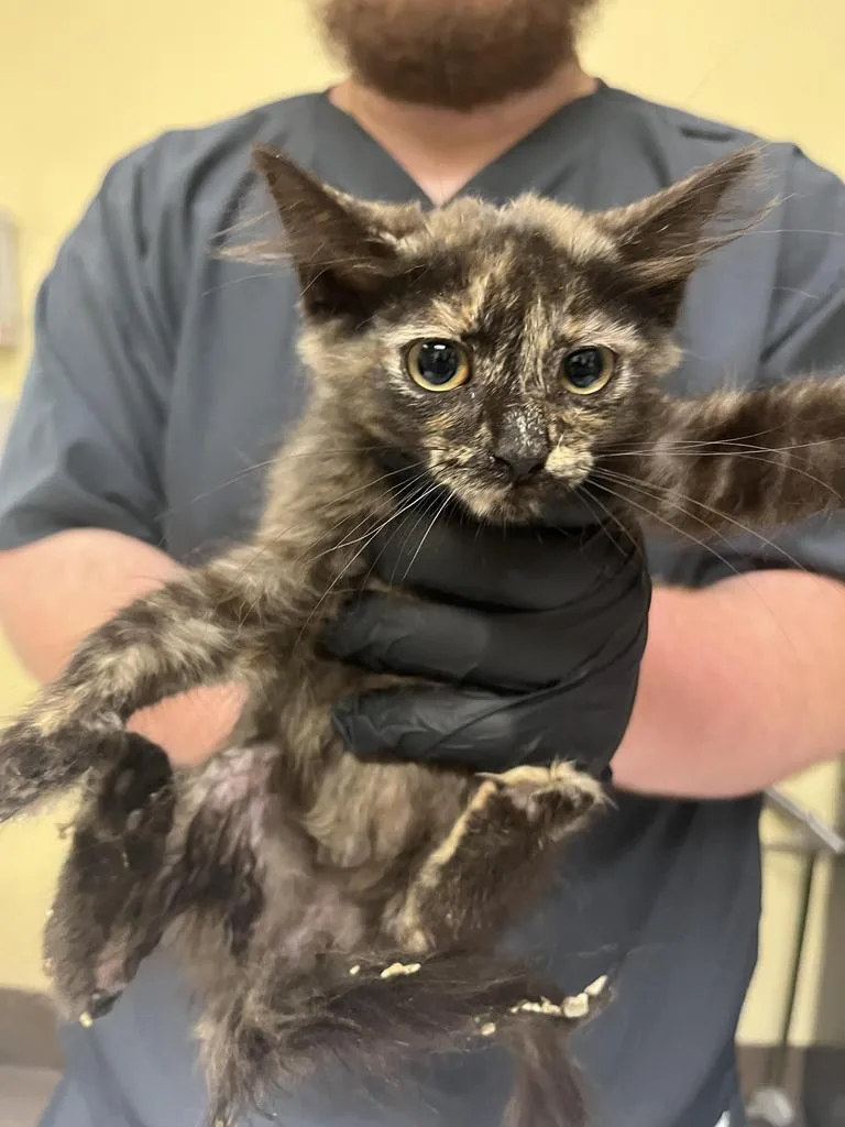 A baby medium-sized female Domestic Medium Hair cat named JWoww ⚡ for adoption in Florence, SC