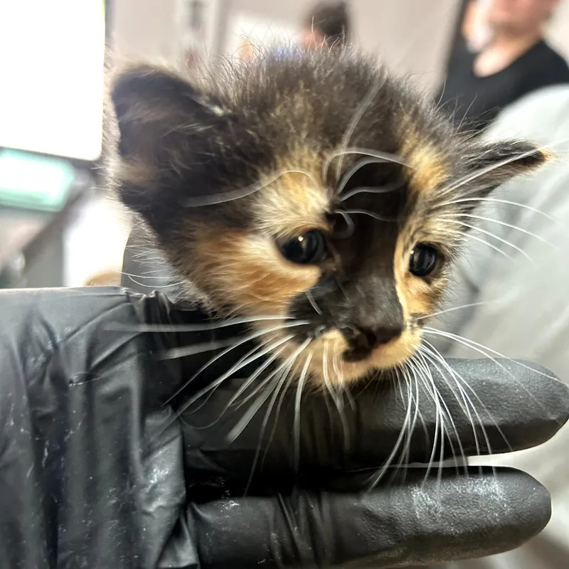 A baby small-sized female Black American Shorthair cat named Mochi for adoption in Lufkin, TX