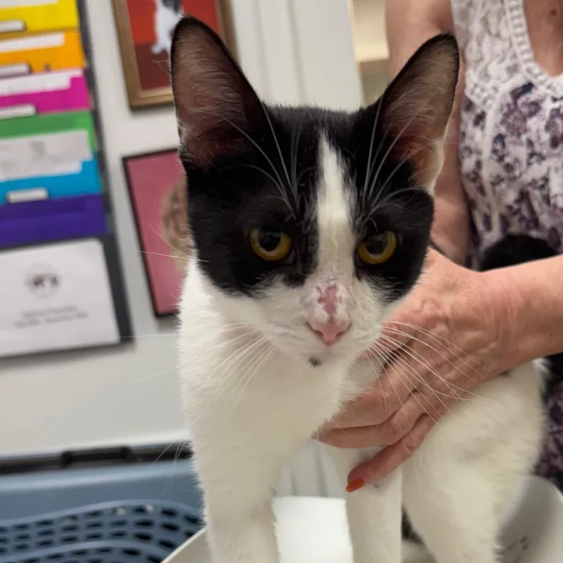 An adult medium-sized female White Domestic Short Hair cat named Gravy for adoption in Peoria, IL