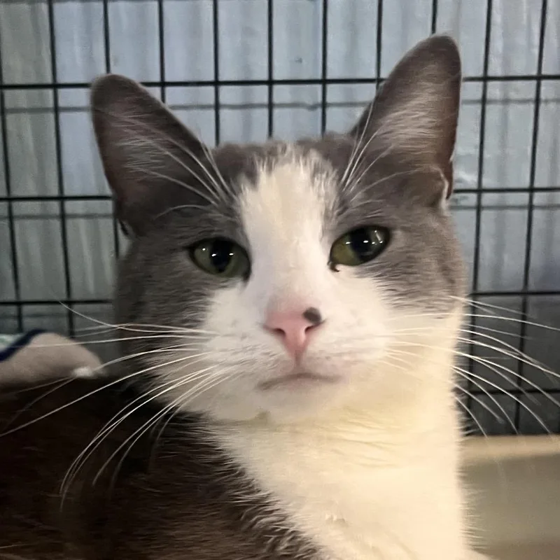A young medium-sized female Gray / Blue / Silver Domestic Short Hair cat named Stormy for adoption in Clarksville, AR