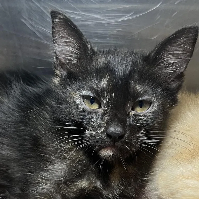 A baby small-sized female Black Domestic Short Hair cat named Jessie Cat for adoption in Palm Springs, CA