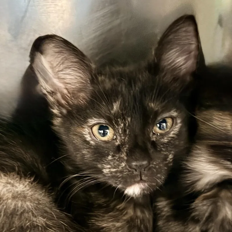 Jessie Cat thumbnail 2