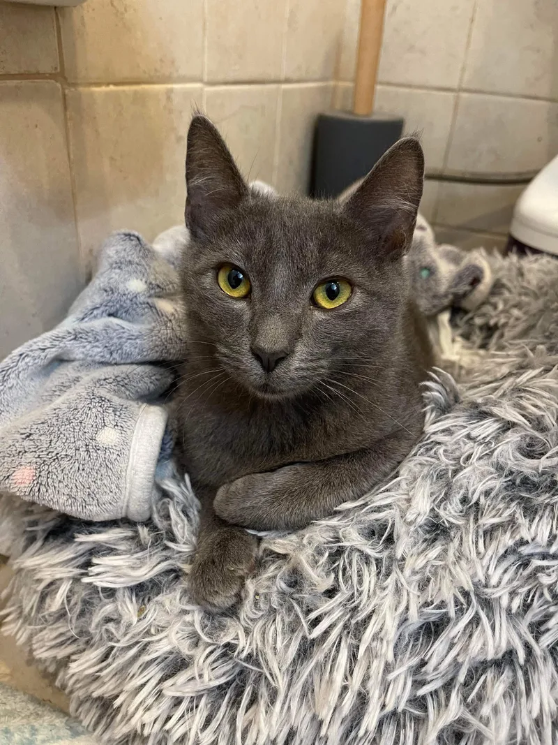 Fuji =^.^= thumbnail 2