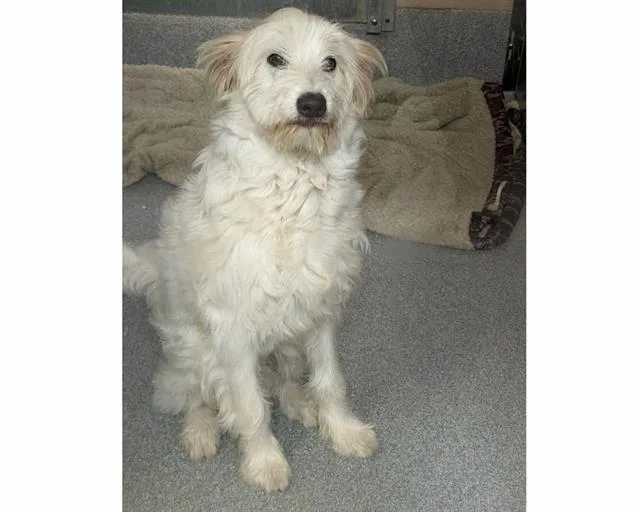 A young large-sized male Schnauzer dog named Nathan for adoption in Tustin, CA