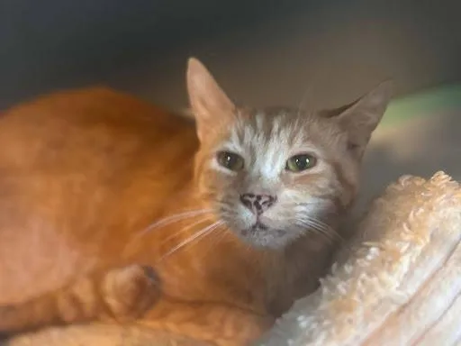An adult medium-sized male Domestic Short Hair cat named Jake From State Farm for adoption in Lunenburg, MA