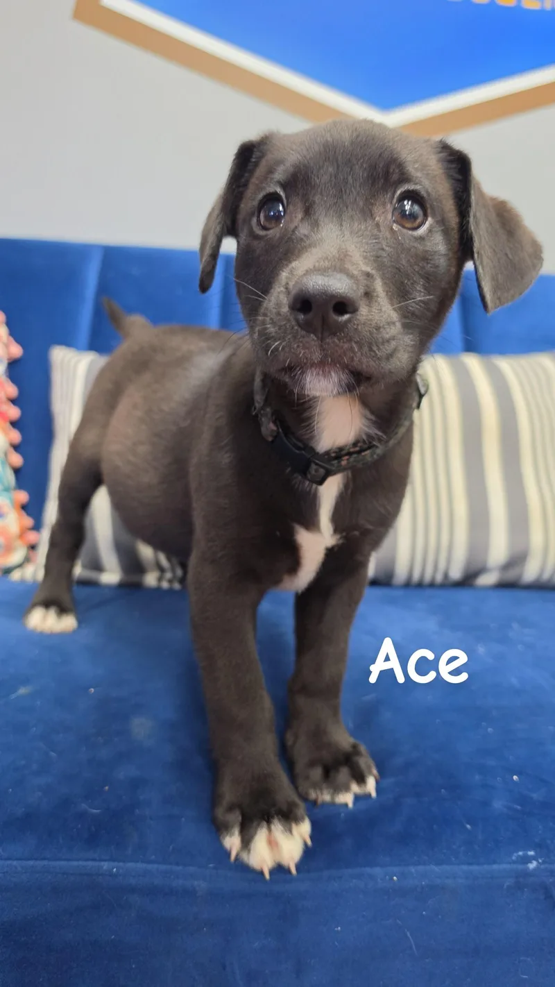 A baby large-sized male Black Labrador Retriever dog named Ace for adoption in Owensboro, KY