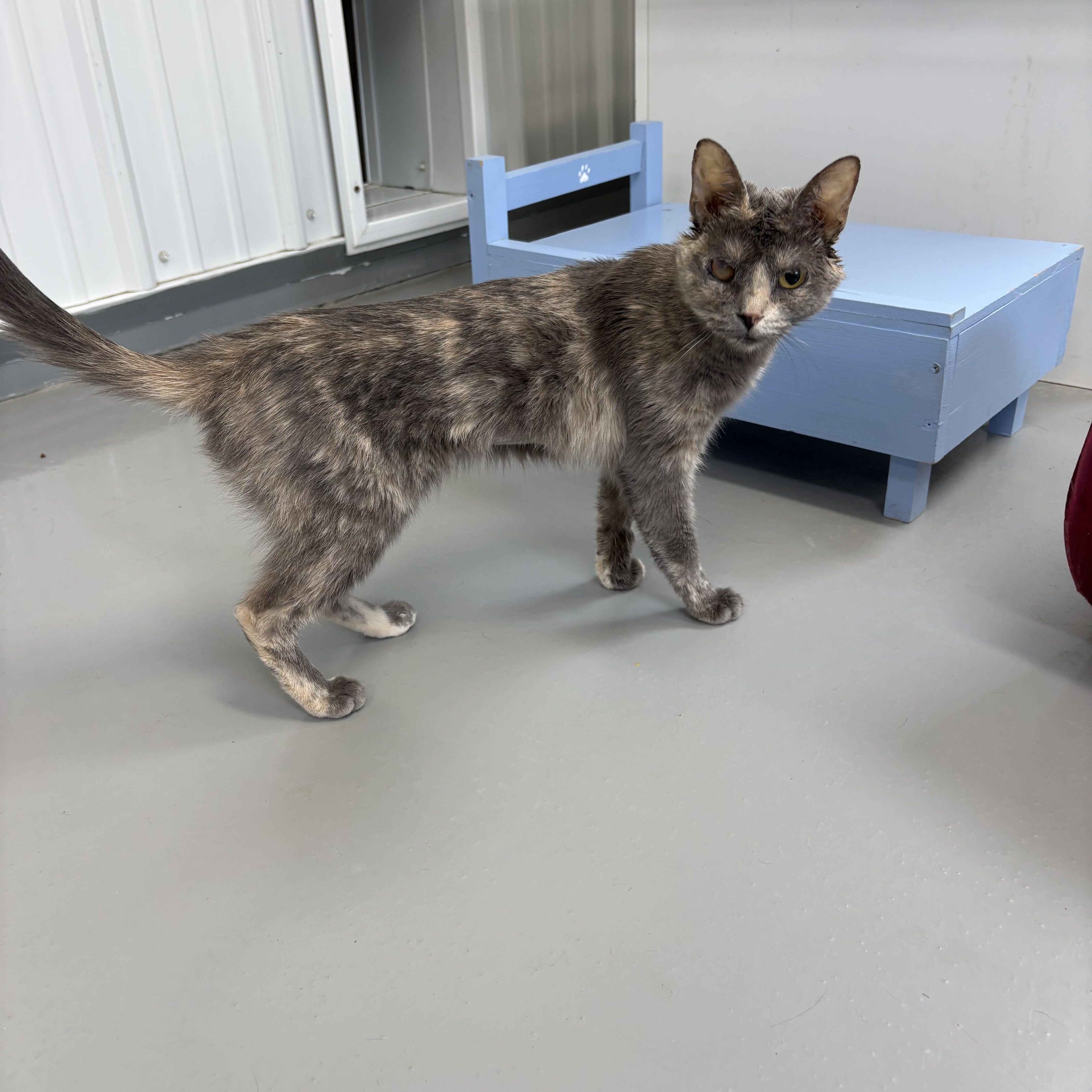 An adult medium-sized female Dilute Calico cat named Tempest for adoption in Big Rapids, MI