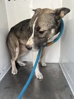 A young small-sized female German Shepherd Dog dog named Frankie for adoption in Stockton, CA