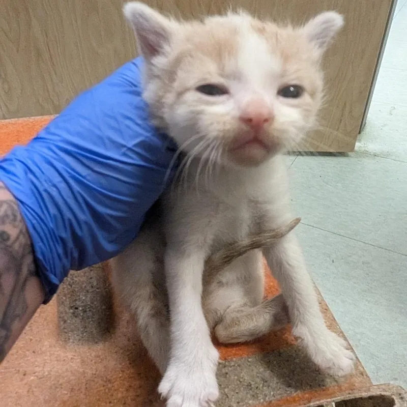 A baby small-sized female Orange / Red Domestic Short Hair cat named Venus for adoption in Philadelphia, PA