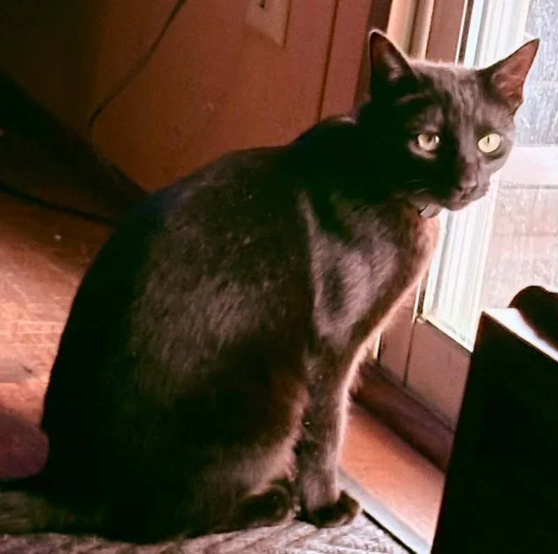 A young medium-sized female Black Domestic Short Hair cat named Lucy for adoption in Gastonia, NC