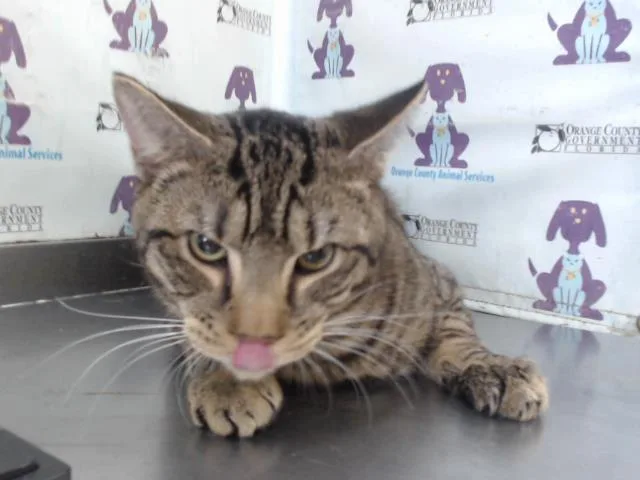 A young small-sized male Domestic Short Hair cat named Kai for adoption in Orlando, FL