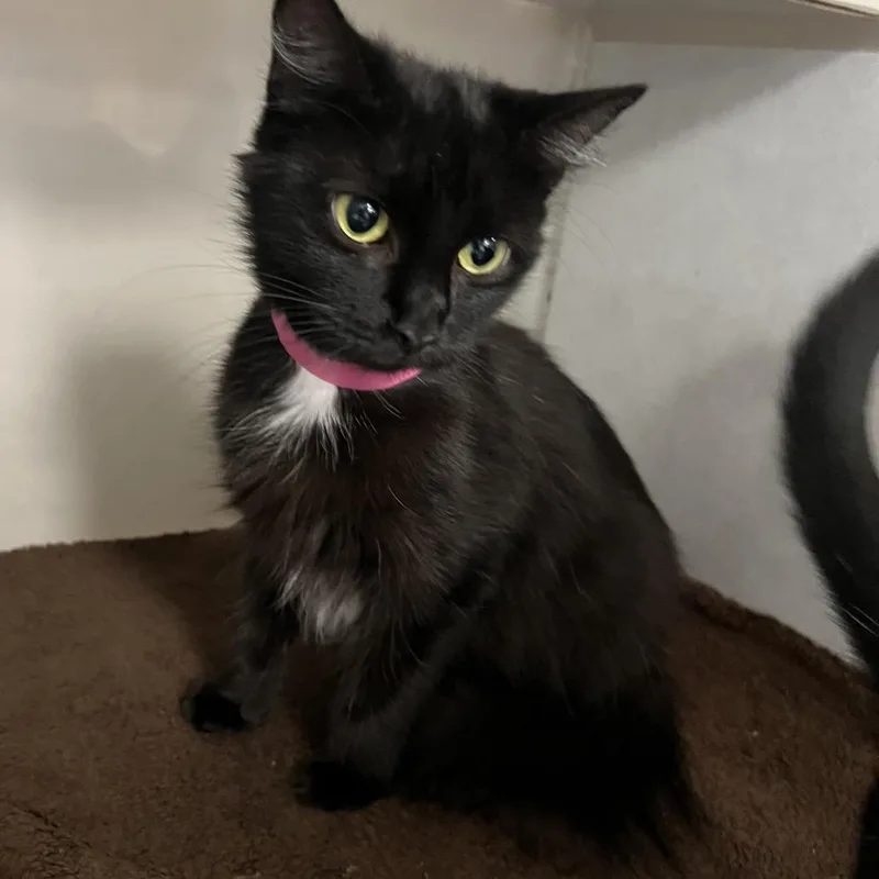 A young medium-sized female Black Domestic Short Hair cat named Dora for adoption in Fairport, NY