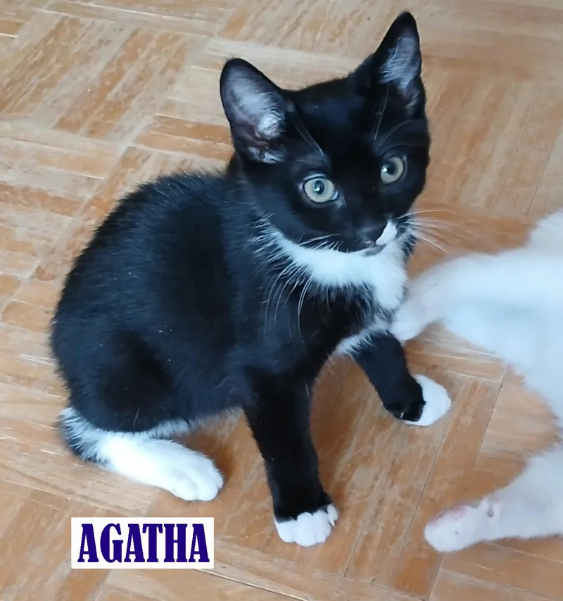 A baby small-sized female Black & White / Tuxedo Tuxedo cat named Agatha for adoption in Maple Shade, NJ