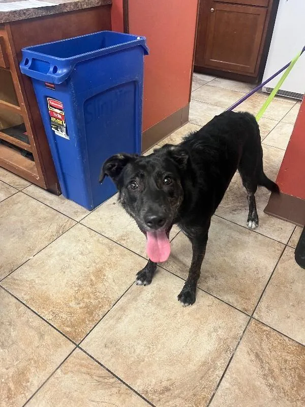 An adult large-sized male Brindle Mixed Breed dog named Jeff for adoption in Cincinnati, OH