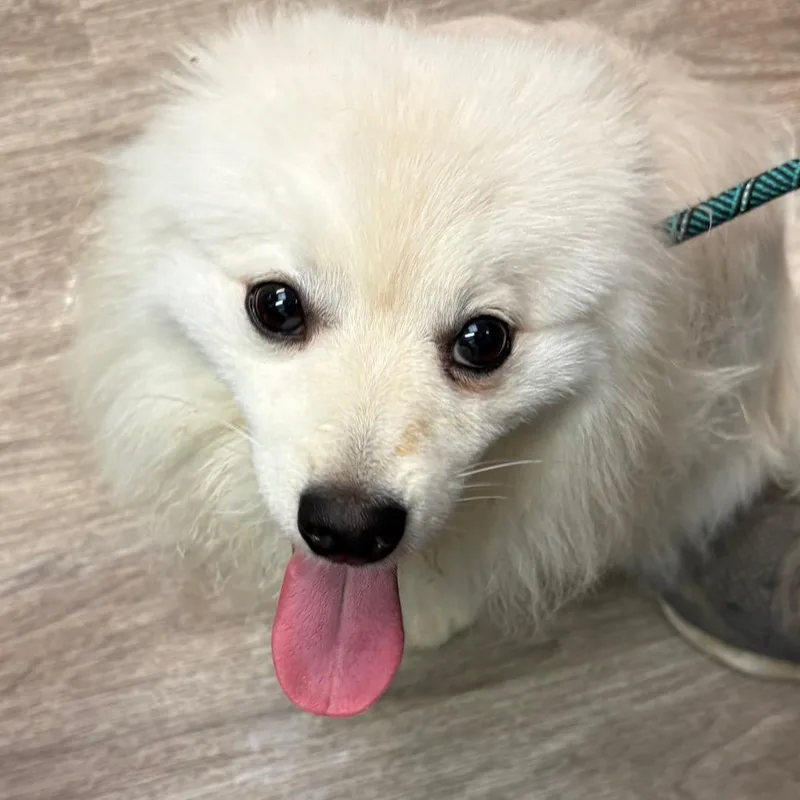 An adult small-sized male Pomeranian dog named Fabio for adoption in San Jacinto, CA