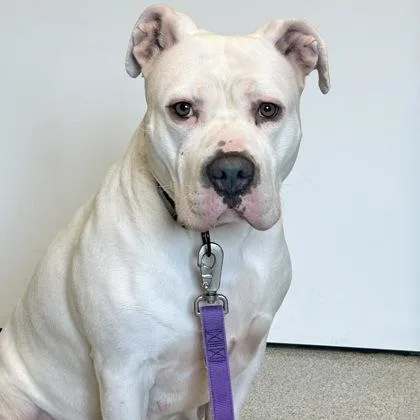 An adult large-sized female White / Cream Mixed Breed dog named Izzy for adoption in Lansing, MI