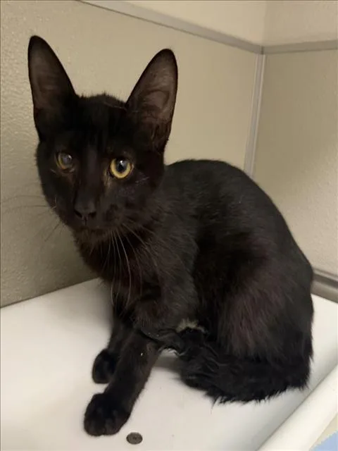 A baby small-sized male Domestic Short Hair cat named Naan for adoption in Tracy, CA