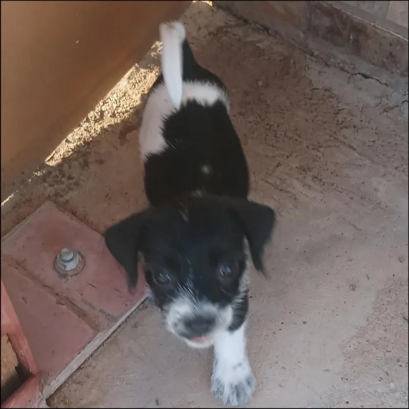 A baby small-sized male Border Terrier dog named Atlas for adoption in Thompson Falls, MT
