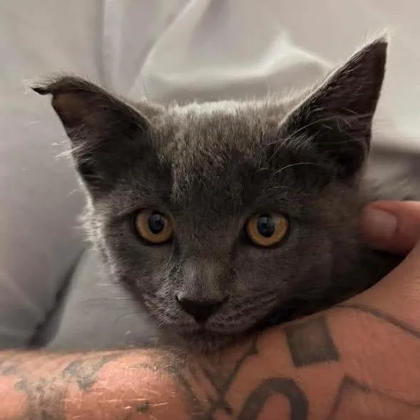 A young medium-sized male Gray / Blue / Silver Domestic Short Hair cat named Grove for adoption in Nampa, ID