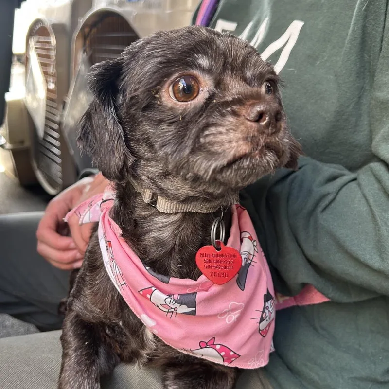 An adult small-sized female Black Shih Tzu dog named Petunia for adoption in Point Richmond, CA